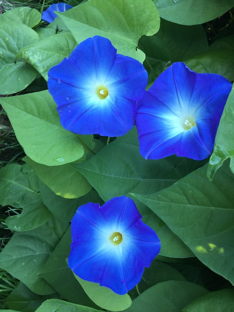 bright blue morning glories