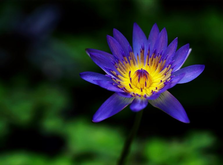 vibrant purple flower with yellow stylus circle