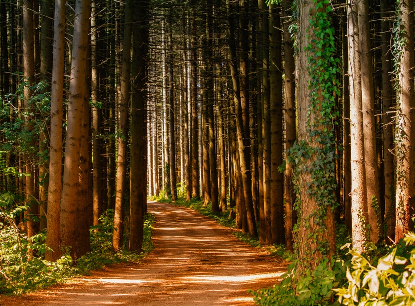 path through the redwood forest