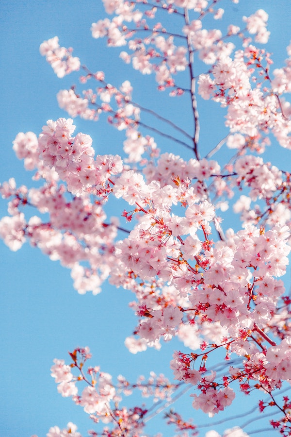 cherry blossoms 600px