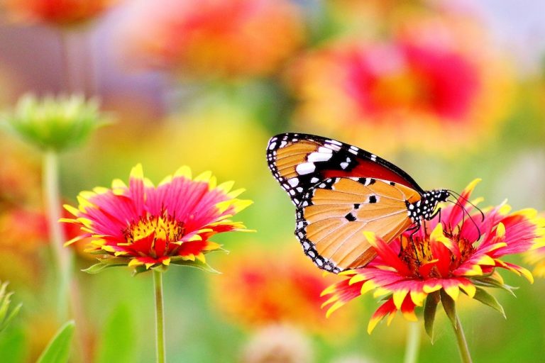 butterfly and flowers