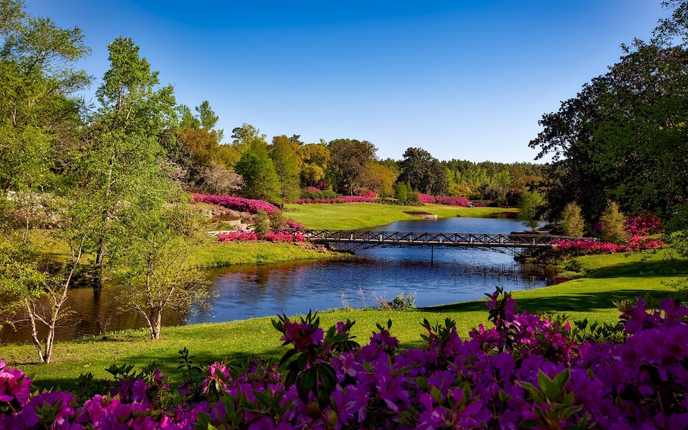lush landscape